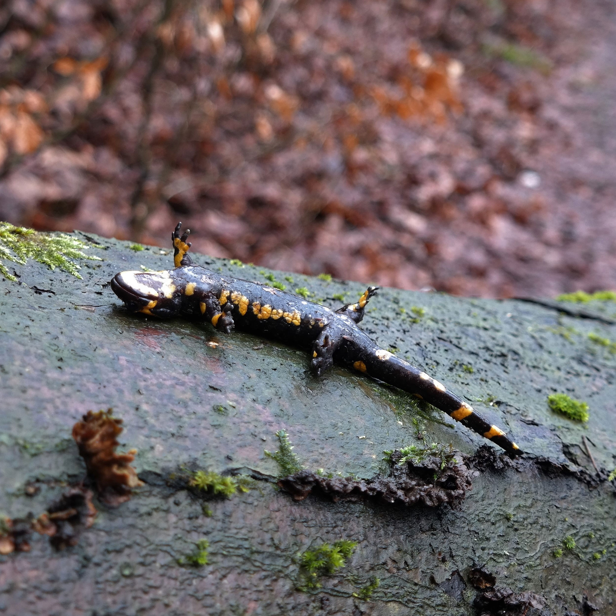 Toter Feuersalamander. Quelle: Vanessa Schulz