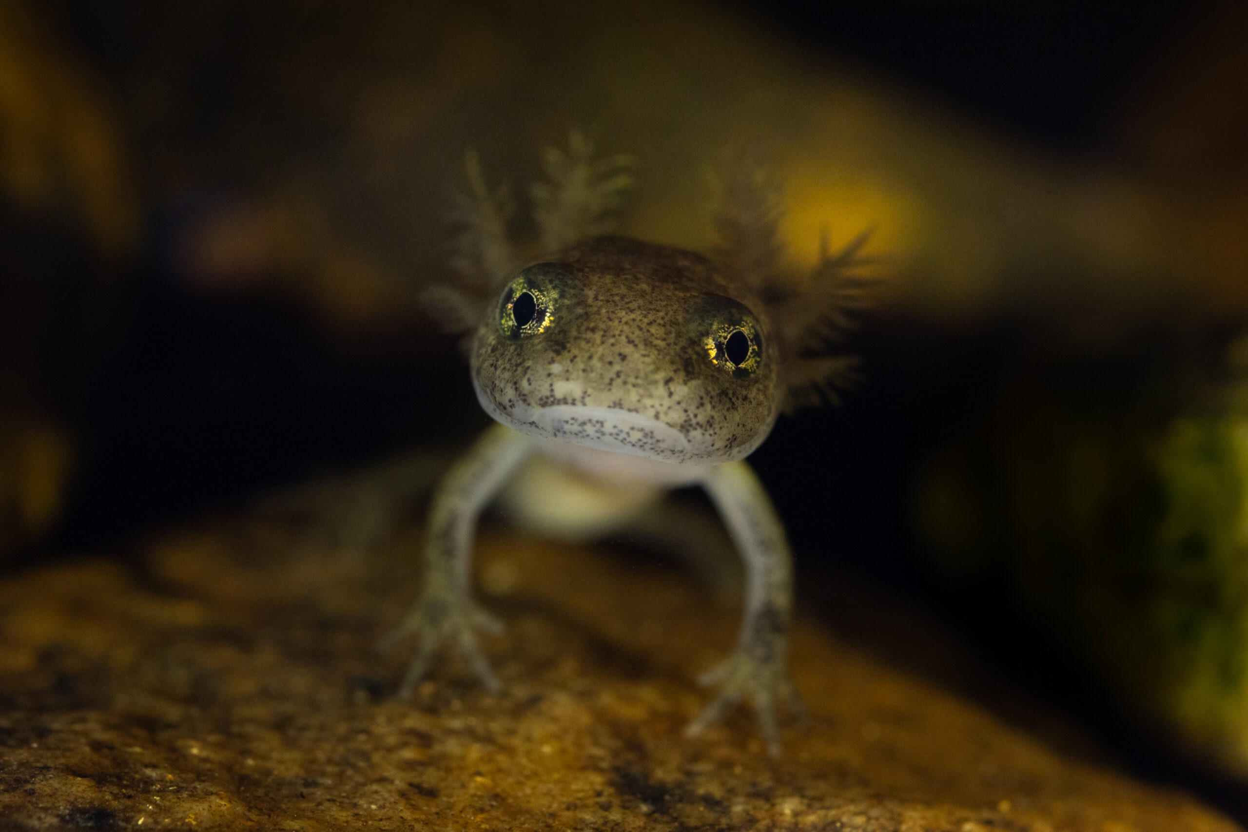 Larve des Feuersalamanders Larve des Feuersalamanders