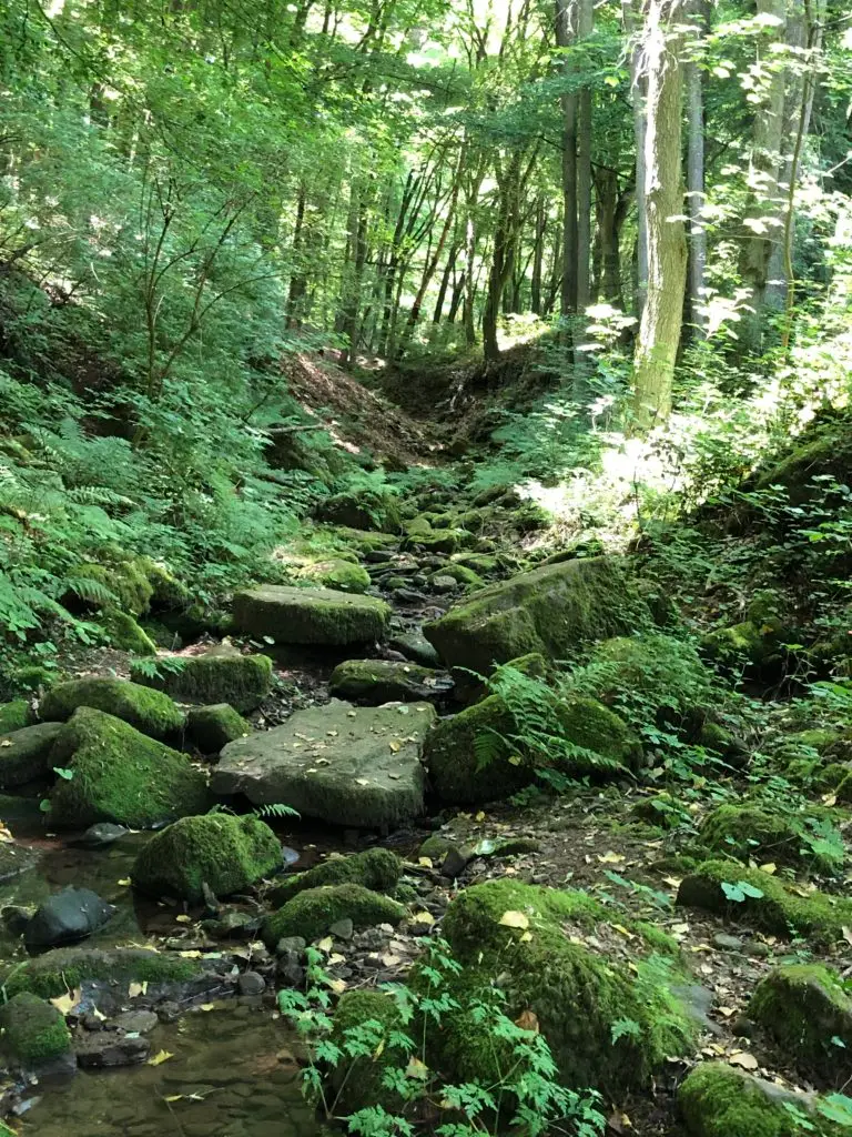 Lebensraum_Feuersalamander