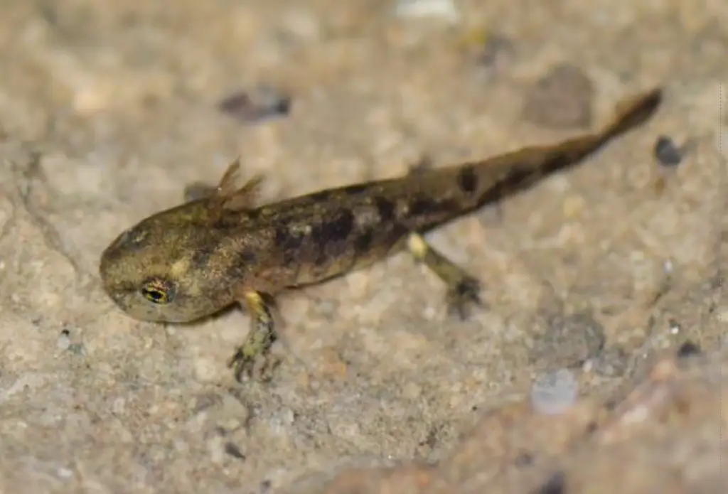 Larve Feuersalamander Larve Feuersalamander